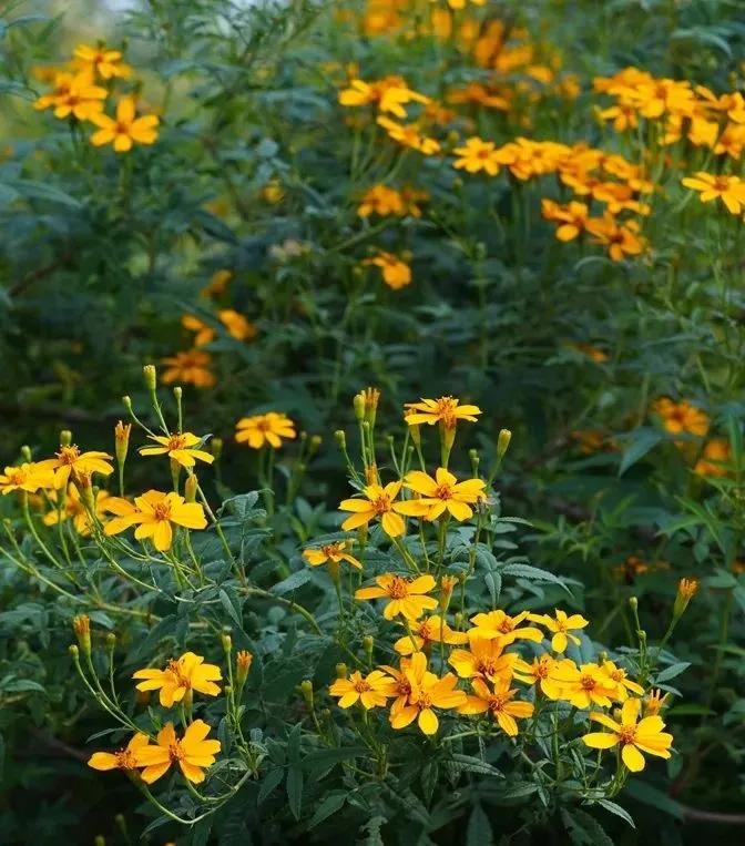 芳香万寿菊种植方法