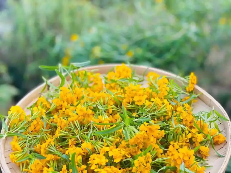 芳香万寿菊种植方法