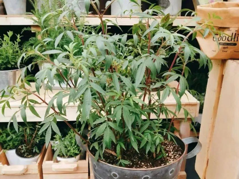 芳香万寿菊种植方法