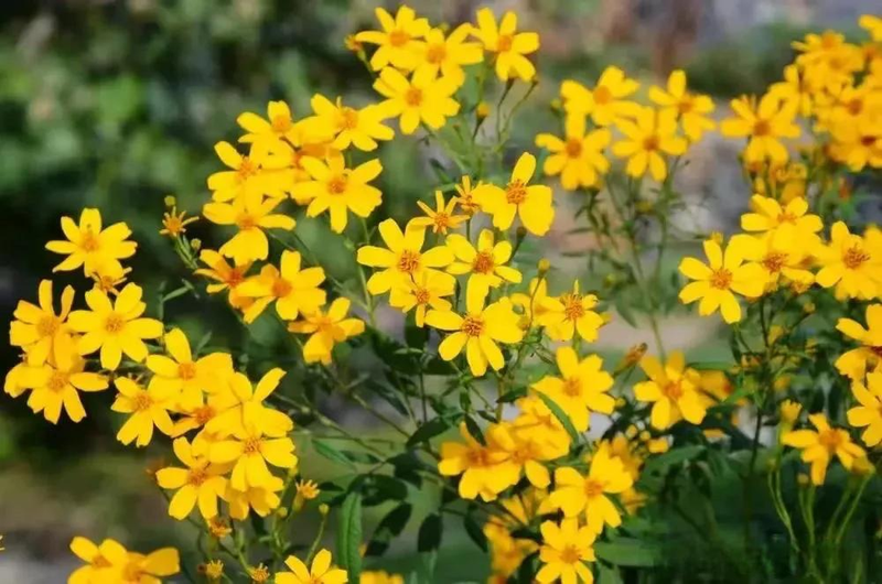 芳香万寿菊种植方法