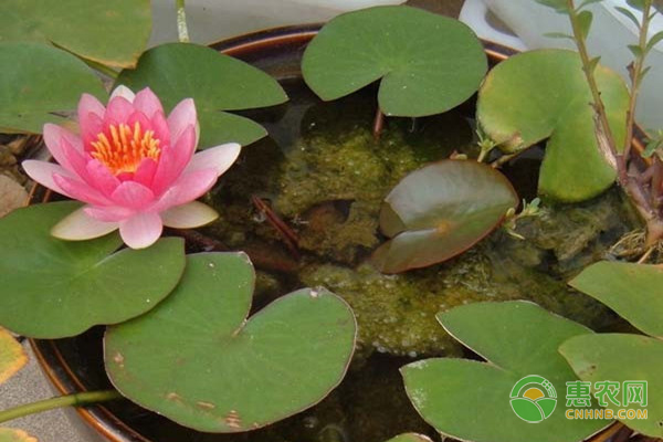 盆栽睡莲种植方法