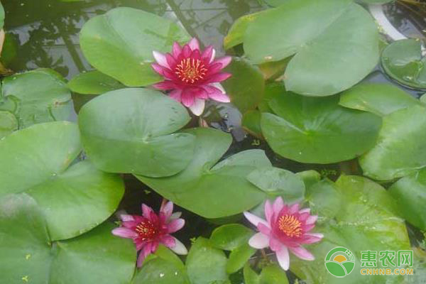 盆栽睡莲种植方法