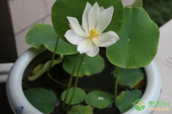 盆栽睡莲种植方法