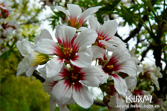 别样花海邀您赏 邱县第三届文冠果花节4月21日开幕