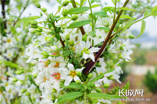 文冠果怎么种植技术