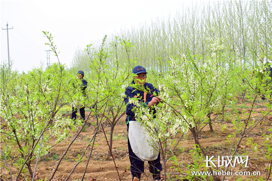 文冠果怎么种植技术