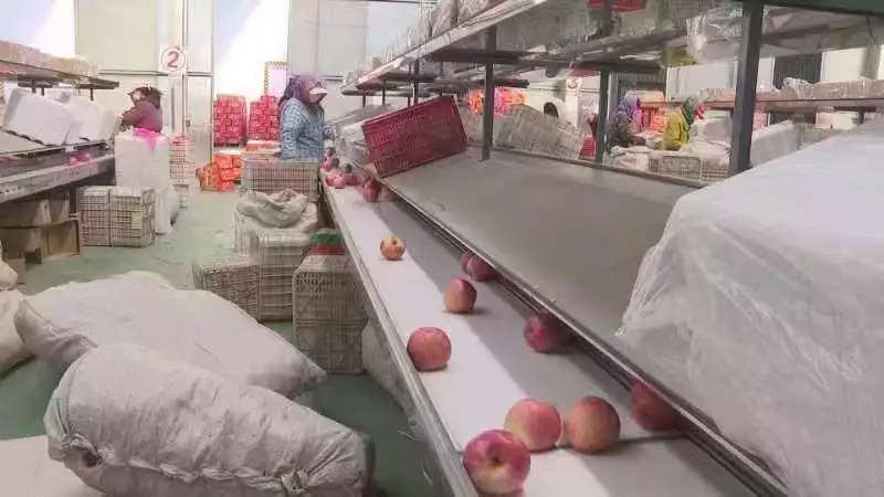 寒富苹果苗种植方法