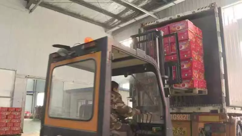 寒富苹果苗种植方法