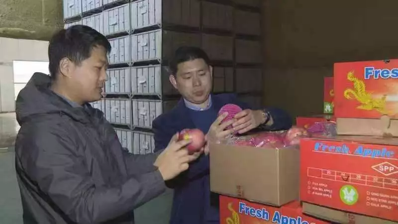 寒富苹果苗种植方法