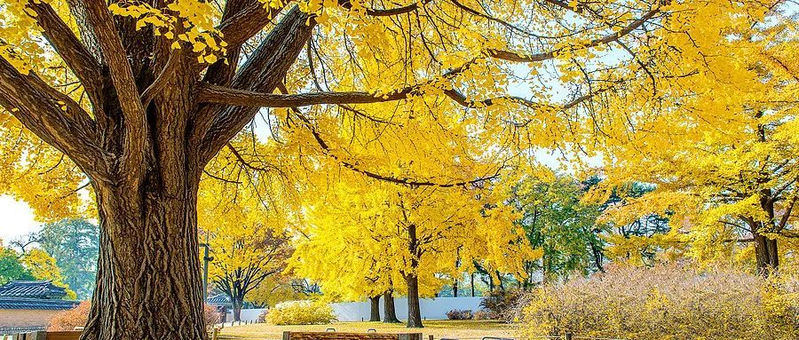 银杏树的种植方法