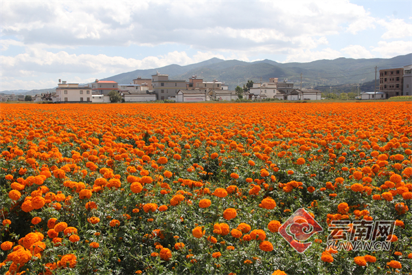 云南祥云：“美丽产业”助推乡村振兴