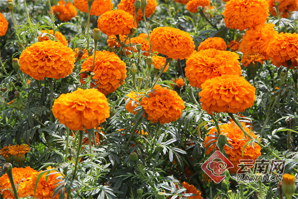 芳香万寿菊种植方法