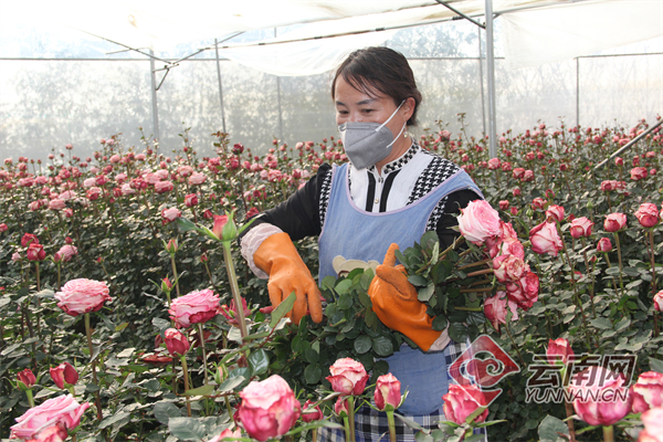 芳香万寿菊种植方法