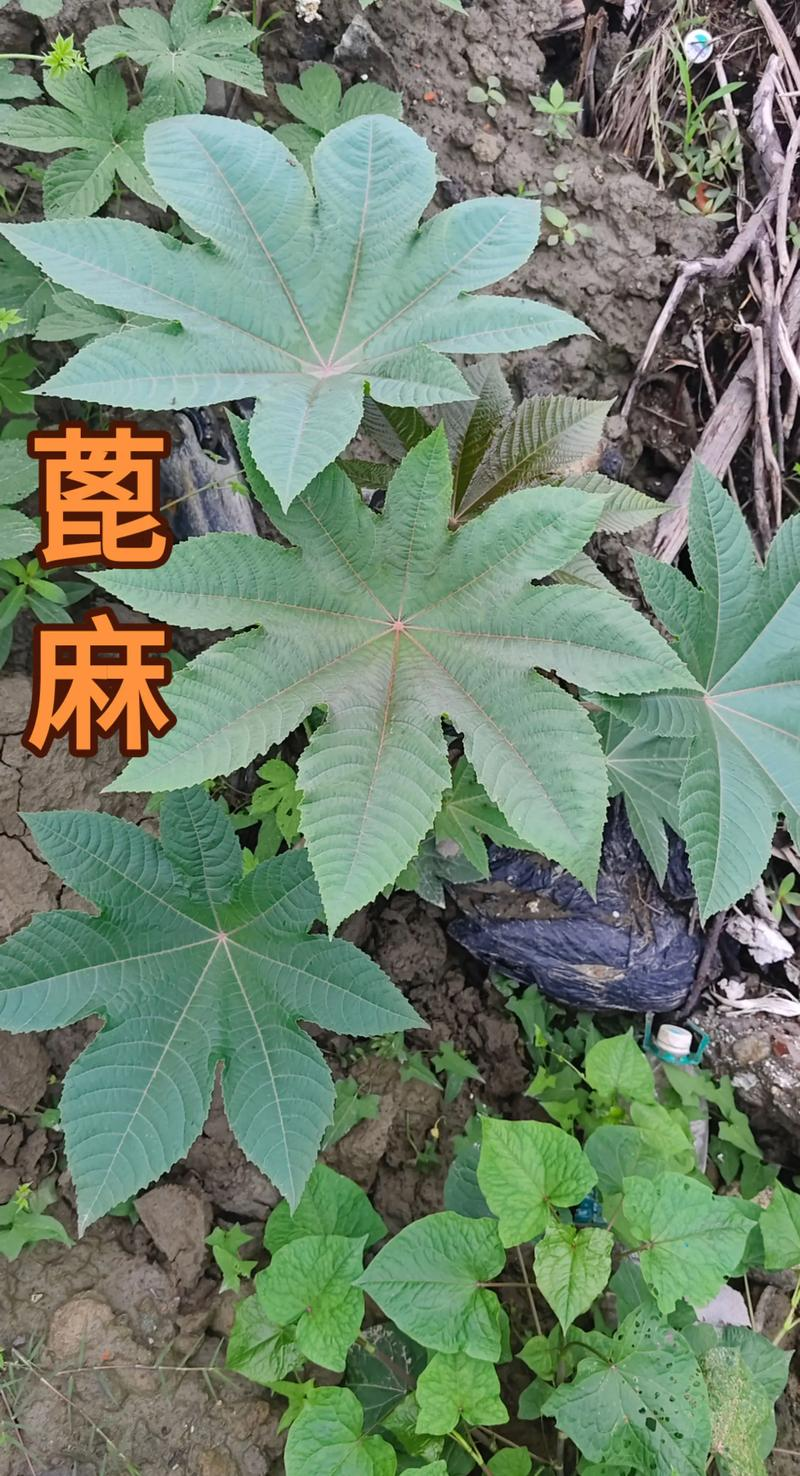 篦麻种植技术