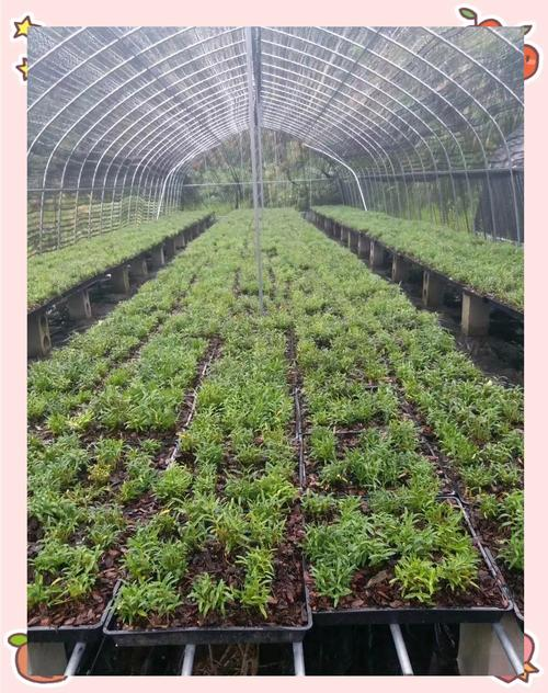 石斛的种植技术