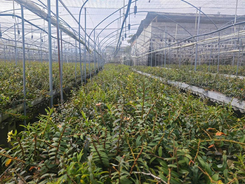 石斛的种植技术