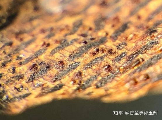 沉香树苗种植方法