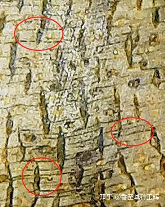 沉香树苗种植方法