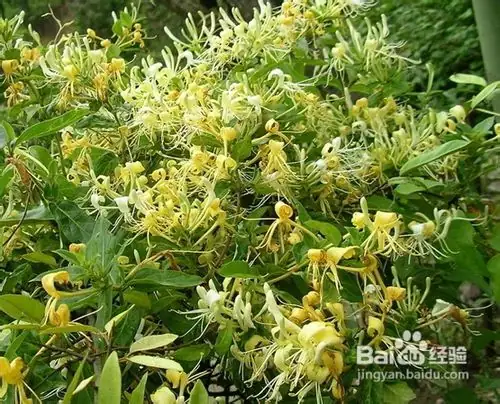 金银花种子种植方法