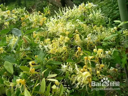 金银花种子种植方法