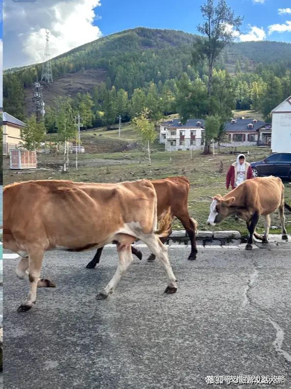 北疆旅游需多少钱