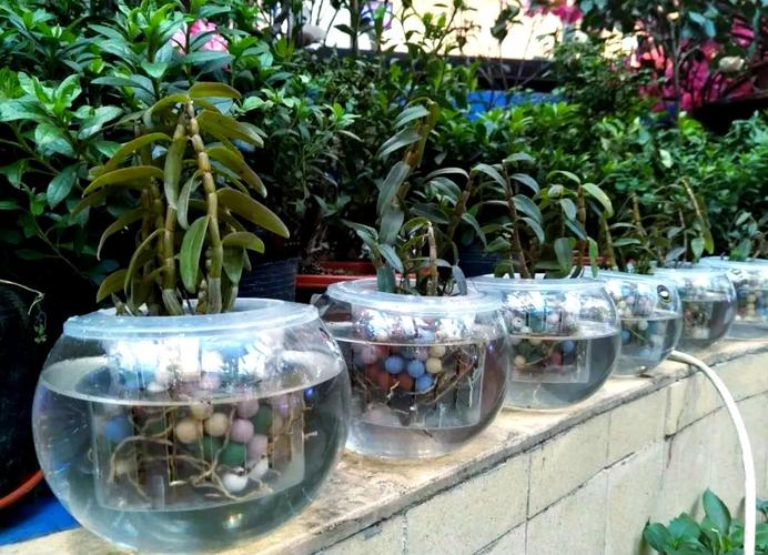 石斛的种植技术