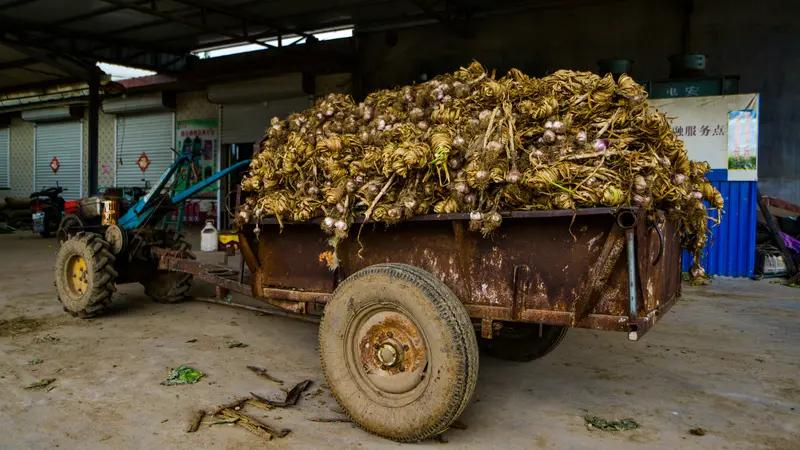 中药黄精的种植技术