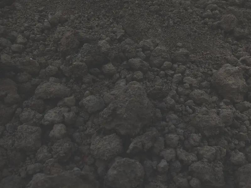 中药黄精的种植技术