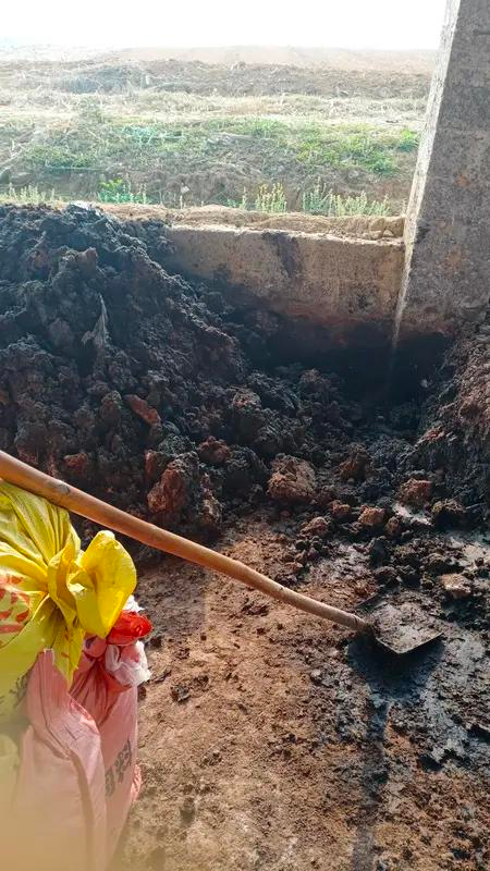 中药黄精的种植技术