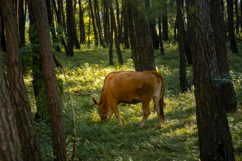 中药黄精的种植技术