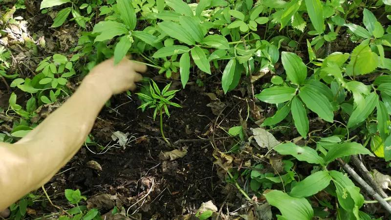 中药黄精的种植技术