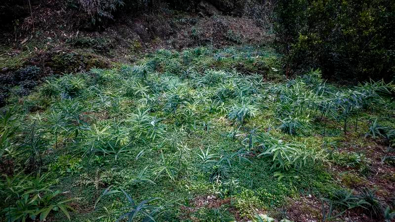 中药黄精的种植技术