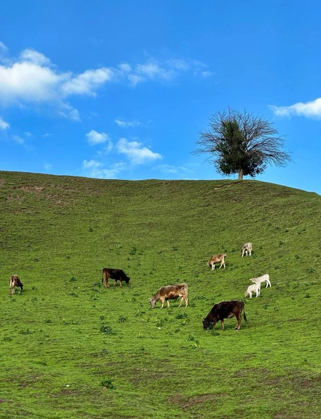 北疆旅游需多少钱