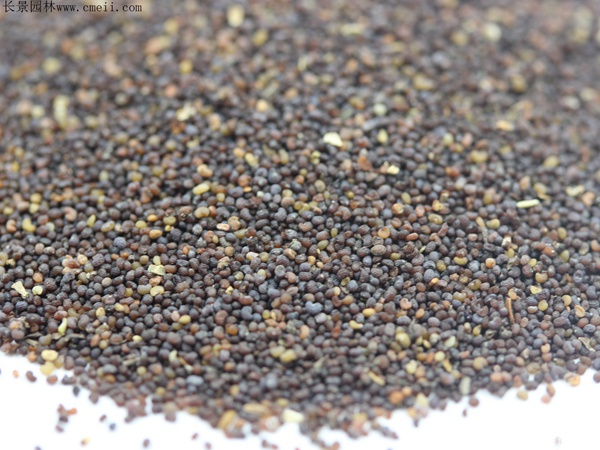 冰岛虞美人种植方法