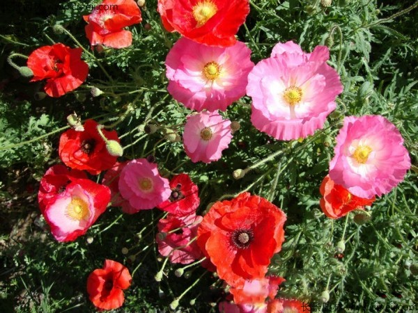 冰岛虞美人种植方法