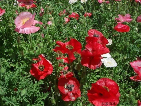 冰岛虞美人种植方法