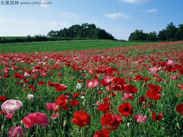冰岛虞美人种植方法