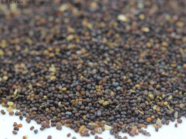 冰岛虞美人种植方法