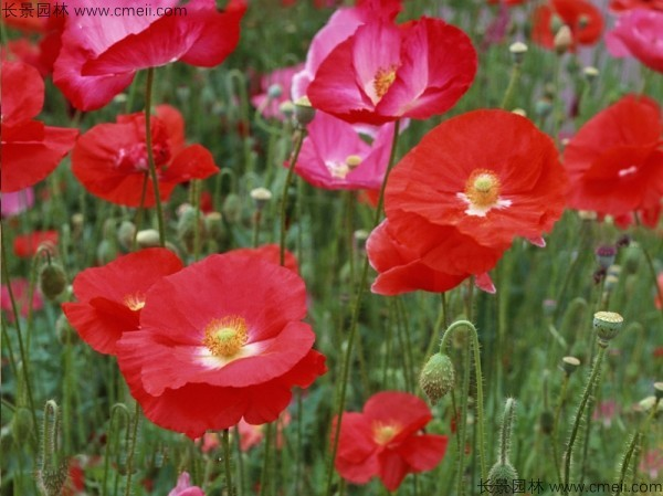 冰岛虞美人种植方法