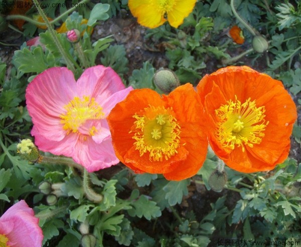 冰岛虞美人种植方法