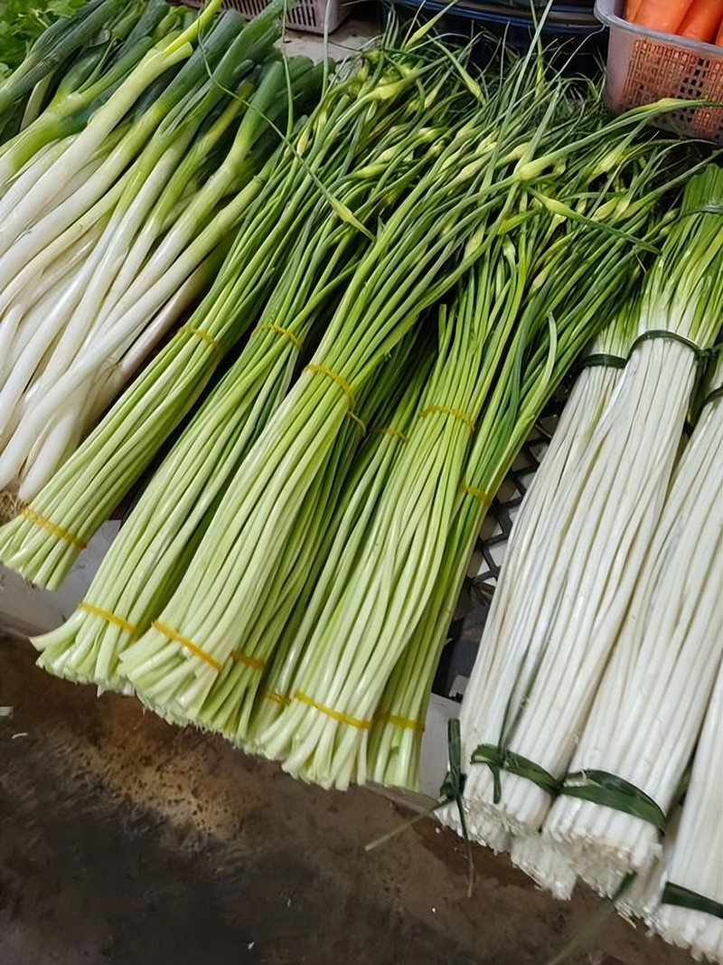 大棚苦瓜种植技术