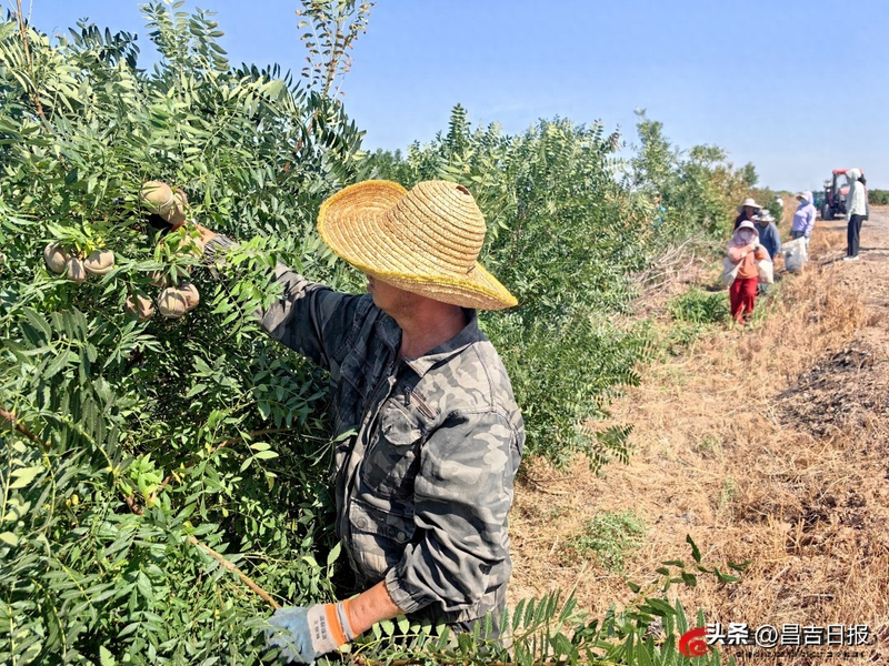 文冠果怎么种植技术
