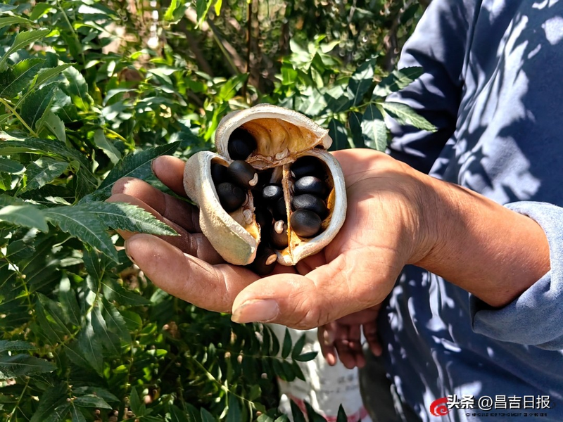 文冠果怎么种植技术