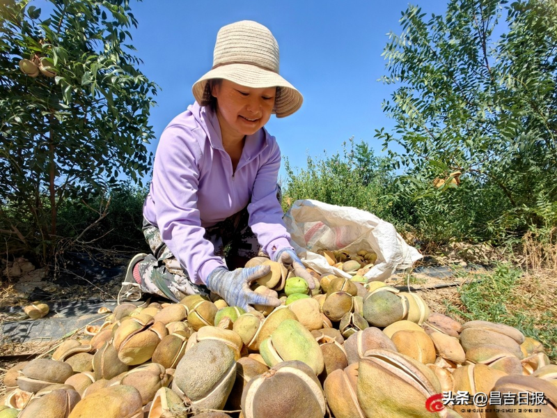 文冠果怎么种植技术