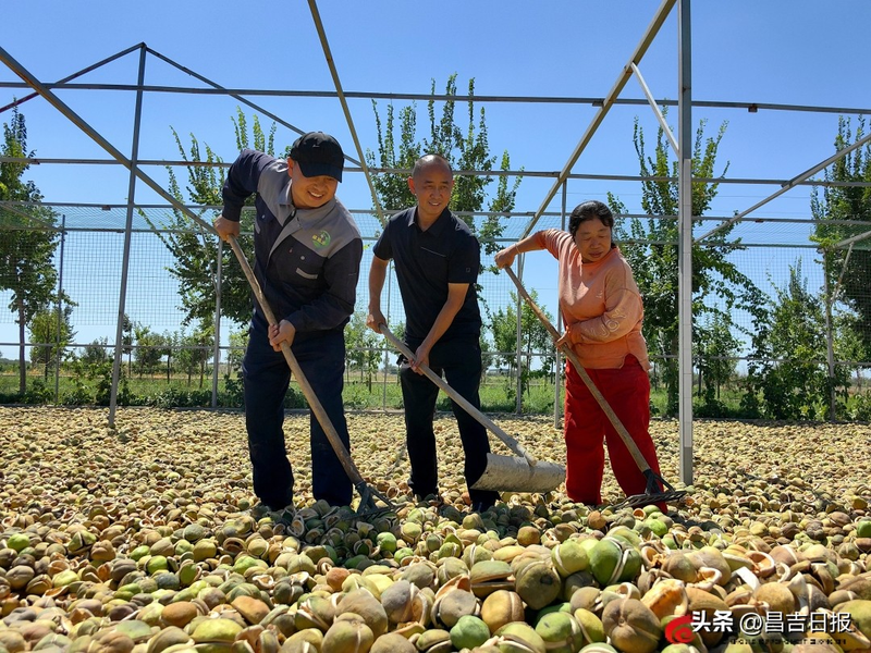 文冠果怎么种植技术