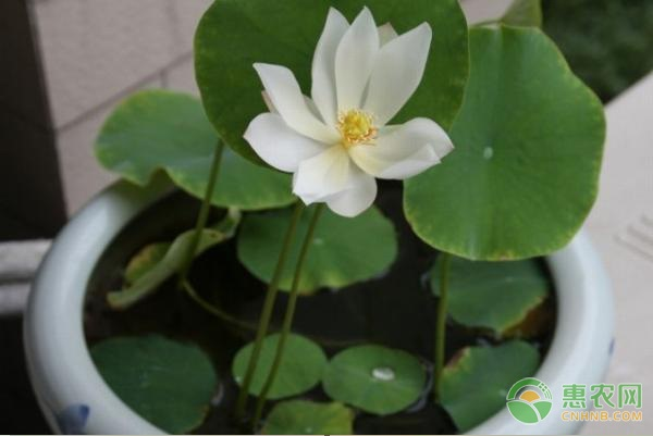 睡莲冬天怎样过冬？