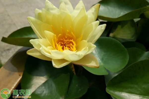 盆栽睡莲种植方法