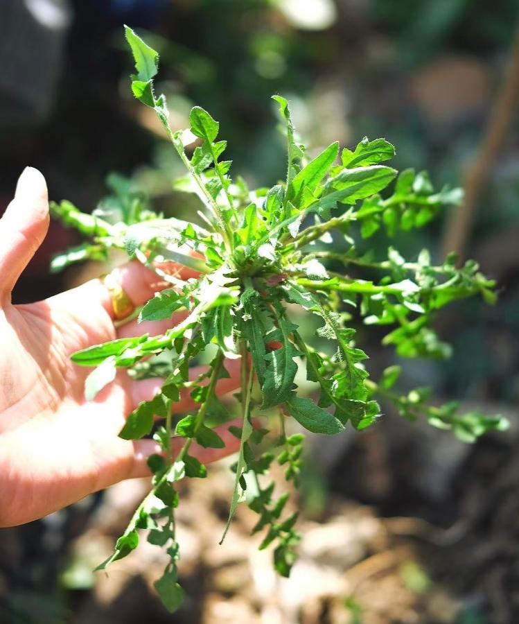 香椿大棚种植技术