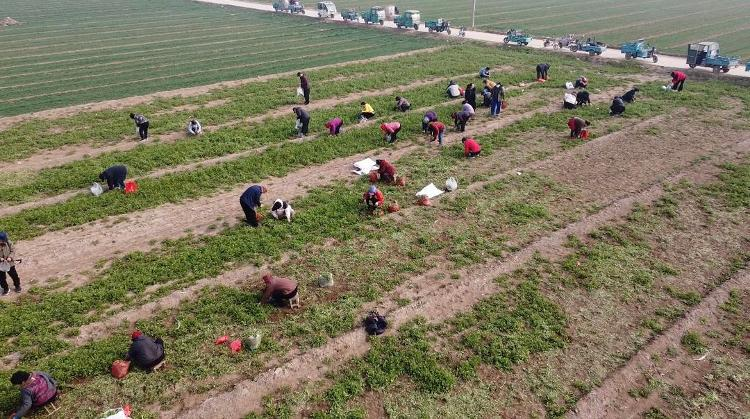 香椿大棚种植技术
