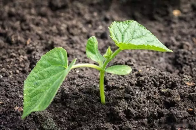 露地黄瓜种植技术视频